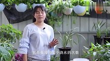 用粗植料种兰花，学会“湿法养兰”，长势特别旺！