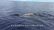 老外乘船海钓时，发现一只被绑住的鲸鱼，在海洋里痛苦地哭泣！