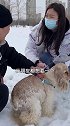 可卡|这狗比我女朋友还眉清目秀萌宠出道计划宠物摄影 2021新春日记 萌宠新春出道