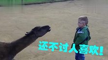 5岁好奇宝宝跟羊驼玩，没想到羊驼不好惹，小家伙被治惨了