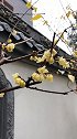 墙角数枝梅，凌寒独自开。