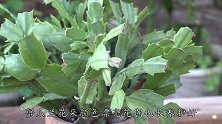 秋季蟹爪兰怎么伺候？搞定5点就坐等开花赏花了