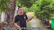被台风刮倒的沉香树枝，梁哥捡回来勾掉白皮，里面全是黑黑的油