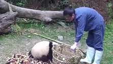 奶爸一个手滑，大熊猫宝宝就滚落下地，看把人家气成什么样了