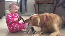 2只金毛犬被遗弃排水沟里，幸亏遇上好心人救助，结局太暖心了