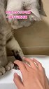 猫：谁说我没用的，shift……喵 全村最馋的女子