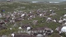 一阵电闪雷鸣过后，大雁从天而降，村民们捡了满满一车！