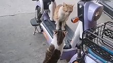 忍耐是有限度的！橘猫今天终于向狸花猫出手了！