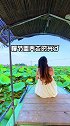 这才是白洋淀的正确方式，今年你们吃莲子了吗……白洋淀养老 旅行大玩家旅游