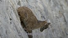 海拔4800米，喜马拉雅山雪豹的艰难生存！为捕猎岩羊摔下悬崖