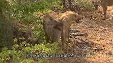 雄狮惨遭十几只鬣狗掏肛，被咬的发出绝望惨叫，结局发生神反转