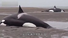 海边出现庞然大物，群众纷纷过去围观，不料救援队却让他们远离