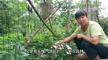 小花园里又加了十多种菊花品种 都是我喜欢的纽扣菊