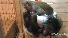 “爱它就给它捉虱子！”猴子间这样表达爱的