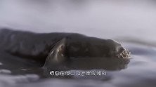 长相可怖的“外星鱼”，不甘心被吃，哪怕只剩下鱼头也不放弃攻击