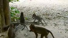 小猴子正高兴，被两只皮猴从后面袭击，踩在脚底