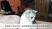 铲屎官的独白：猫咪的内心是孤独的，需要主人的陪伴