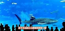 水族馆中，一条剑鱼突然冲向玻璃撞死自己，镜头拍下全过程