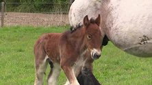 小男孩给小马驹喂奶，边喂还边被马妈妈调戏，好开心的场景