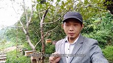 什么是金环胡蜂？被称为蜜蜂的超级杀手，和普通胡蜂有什么不同