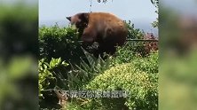 搞笑配音：这就是狗仗人势吧，居然敢挑衅大灰熊