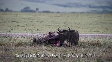 落单角马被豹子群围攻，一旁的围观者让人太心寒，大自然太残酷了