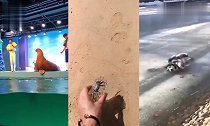 动物的生死时速,下一秒让你爆笑,萌宠的魅力就在这里