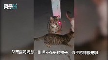 女子用红外线把小猫咪逗得团团转 猫妈反应却亮了：我早就不玩了