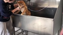 柴犬第一次洗澡，竟然不喊不闹，天呐，狗子有吃的什么都好说