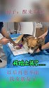 狗：麻醉之后醒来发现自己，以后再也不能找女朋友了！