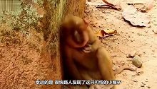 一只猴子蹲在墙边，可怜巴巴的哭泣，镜头拍下全过程