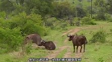 狮子干不过非洲野牛？直接被牛角甩翻在地，狮子脸丢尽了
