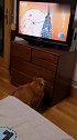 猫：我来看看电视里放的啥好看的！
