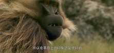 狒狒不懂见好就收，狂妄的追打着狮子，结果惨被狮子反杀