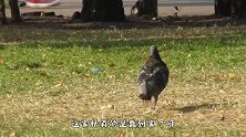 两只鸽子抢食，为此大打出手，网友：鸟为食亡！