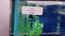 拥有7秒记忆力的鱼能轻松穿过迷宫吗？老外亲测，结果大开眼界