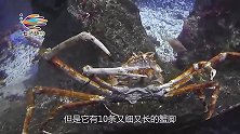 世界上最大螃蟹，直径可达一米，以鲨鱼为食