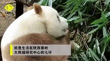 萌化了！全球唯一圈养棕色大熊猫七仔，睡觉也不忘“凹造型”