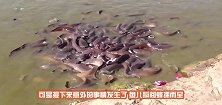 男子给金龙鱼喂食，不料外危险突然发生，网友：喂食有风险啊