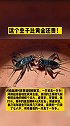 蟋蟀 蛐蛐 热门