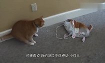 男子假扮霸王龙,赤手空拳恶搞池中凶猛的大鳄鱼,胆真大!