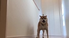 兴高采烈朝主人狂奔而来，结果转身又跑了，柴犬是几个意思？