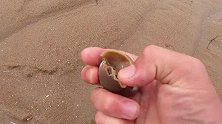 大庆赶海，发现沙滩上搁浅一群透明的泥螺小球，遇见一定不要踩