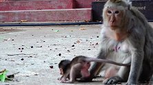 超多食物，母猴马里达带孙子获得大自然的果实，小猴子真开心