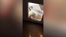 萌娃想从学步车里出来，看他努力又认真的样子，太可爱了