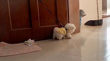 小奶狗被门挂住，下一秒小动作，简直太可爱了！