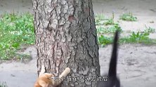 小猫练习爬高墙，爬到一半上不去也下不来，场面太尴尬了！