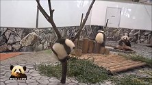 熊猫宝宝抱着小树炫技求关注，可惜妈妈和小姐妹不给面子，只顾吃