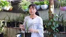 兰花叶片长青苔，光清理掉可没用，这样养护才能根治