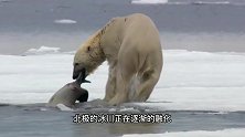 北极熊捕杀海豹，海豹为躲避北极熊丢下孩子，决然飞快离去